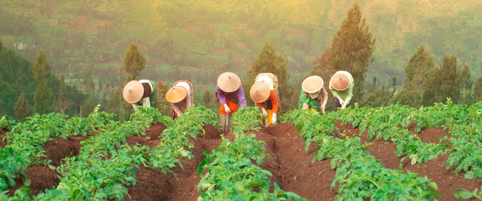 Pemanfaatan Teknologi di Sektor Pertanian Berkelanjutan, Dampak Sosial dan Ekonomi buat Petani
