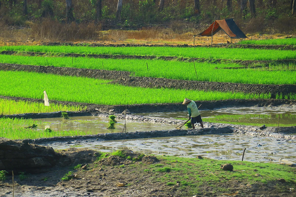 Cara Teknologi Membantu Petani Menghadapi Perubahan Iklim, Varietas Tanaman Tahan Cuaca Ekstrem