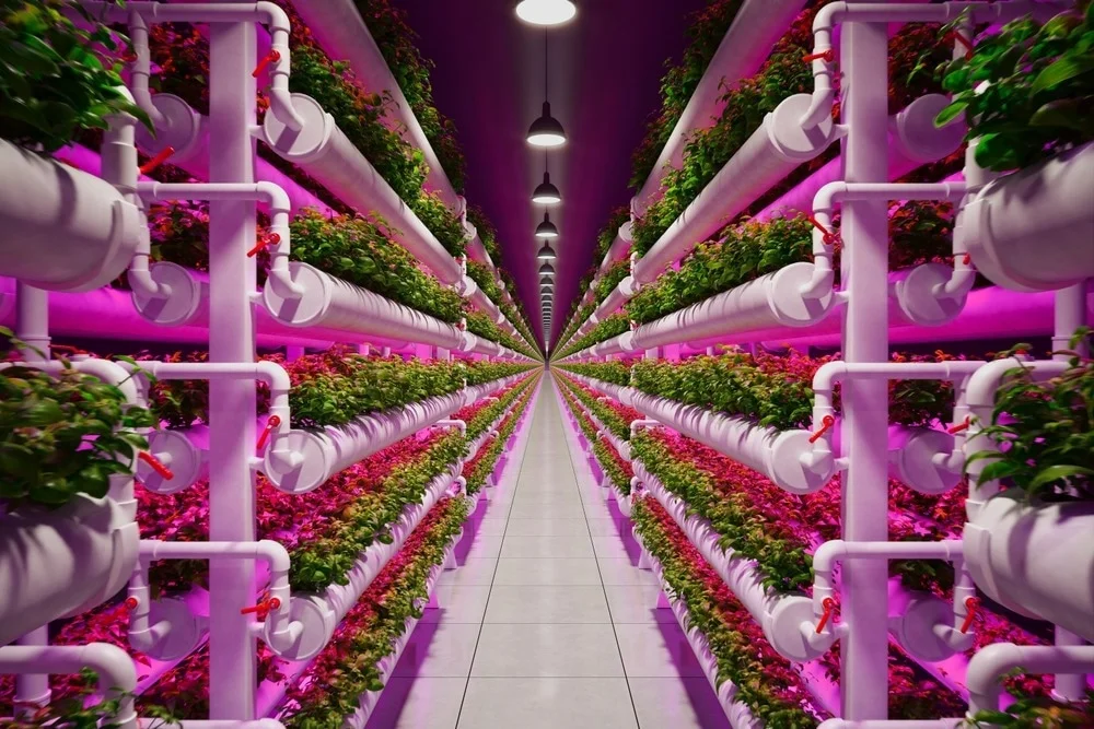 Inovasi Pertanian Vertikal Berbasis Teknologi Pintar, Jenis Tanaman yang Paling Cocok