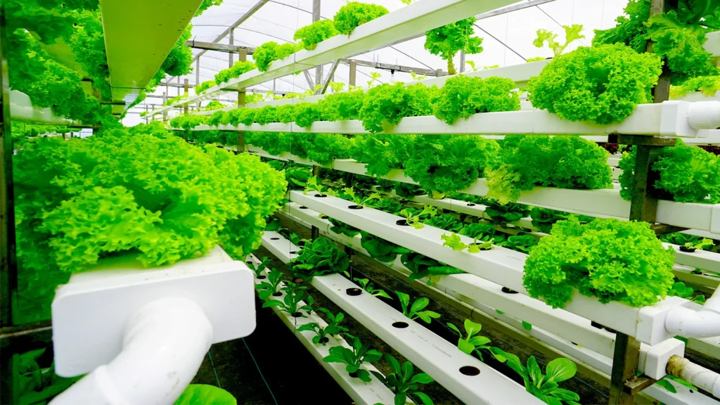 Inovasi Pertanian Vertikal Berbasis Teknologi Pintar, Inovasi Pertanian Vertikal Berbasis Teknologi Pintar