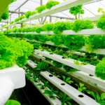 Inovasi Pertanian Vertikal Berbasis Teknologi Pintar, Inovasi Pertanian Vertikal Berbasis Teknologi Pintar